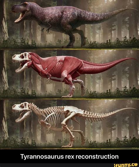 Tyrannosaurus Rex Reconstruction Tyrannosaurus Rex Reconstruction