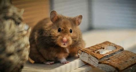 Pin By Denis Istomin On Hamsters Syrian Hamster Cute Hamsters Hamster