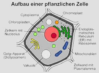 Benennen sie die phasen des zellzyklus! woraus bestehen zellen ? - Allmystery