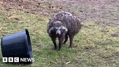Dangerous Raccoon Dogs Owner Wants Them Back Safe