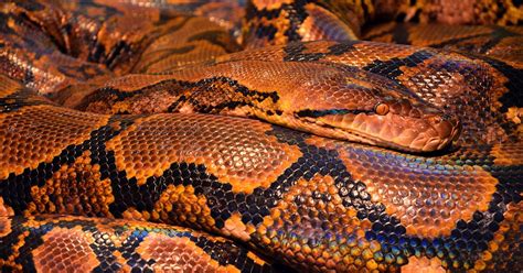 Do cats & dogs get tired of eating the same thing? Jaw-dropping: So how does a snake eat a man? | Pursuit by ...