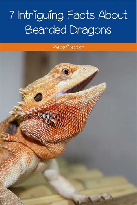 7 Interesting Facts About Bearded Dragons Petsvills