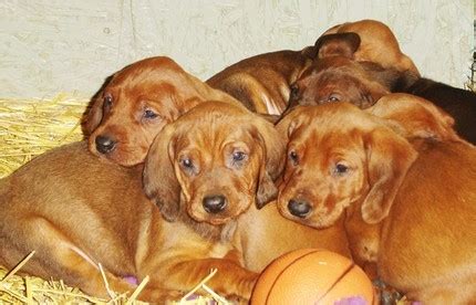 The redbone coonhound is an american breed of hunting dog. Redbone Coonhound Info, Temperament, Training, Puppies, Pictures