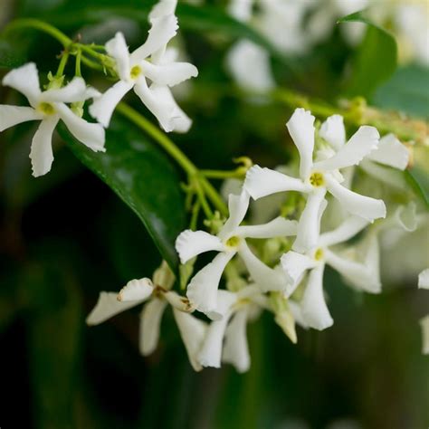 Star Jasmine Plants For Sale