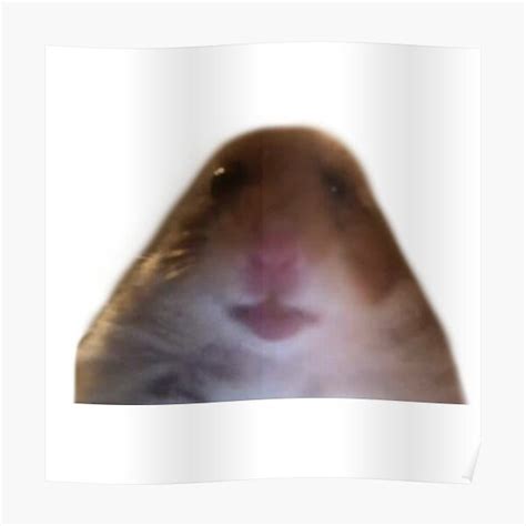Hamster Staring Meme Poster For Sale By Solisantoyo Redbubble