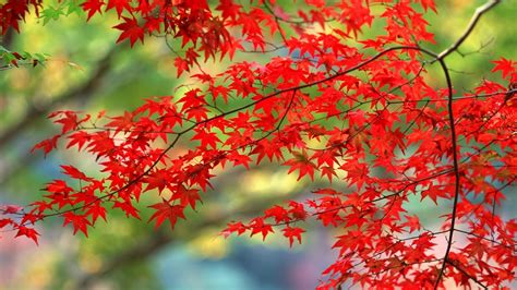 Red Autumn Leaves Wallpaper 6982525