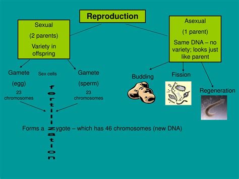 Ppt Cell Reproduction Powerpoint Presentation Free Download Id Sexiz Pix