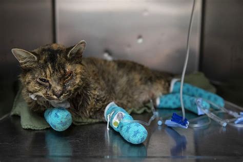 Oregon Wildfires Leave Pets Homeless With Burns Vets To The Rescue