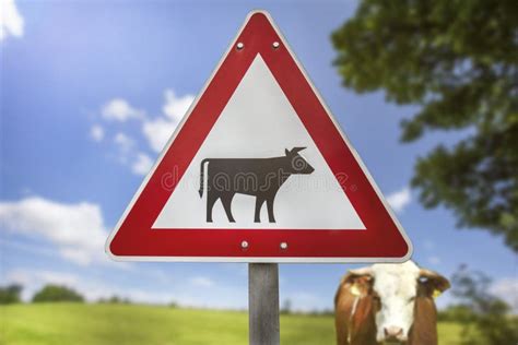 111 Danger Cow Sign Countryside Stock Photos Free And Royalty Free