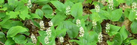 Maybe you would like to learn more about one of these? Macphail Woods: Wild Lily of the Valley