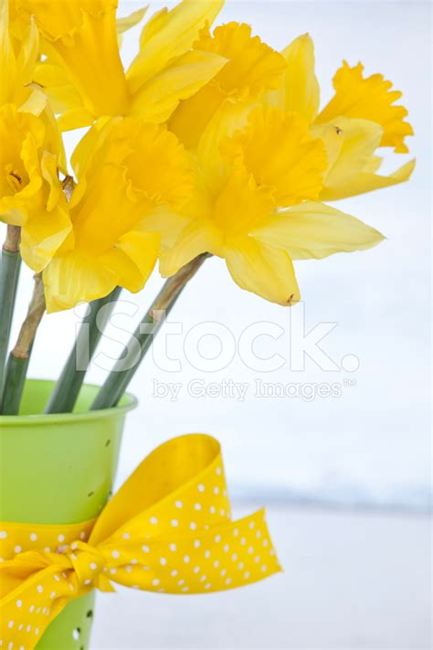 Daffodil Stock Photo Royalty Free Freeimages