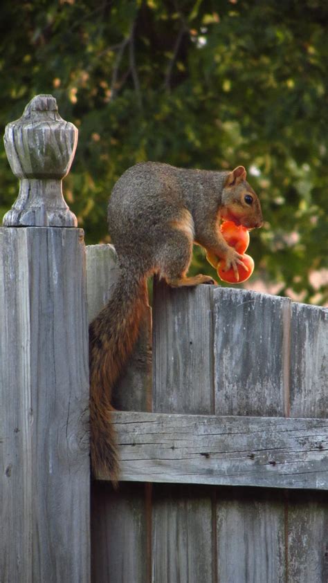 Squirrel Eating A Tomato By Lotusbandicoot On Deviantart