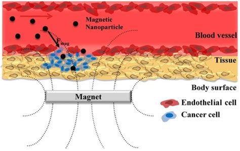 Schematic Representation Of Magnetic Drug Targeting Reprinted With