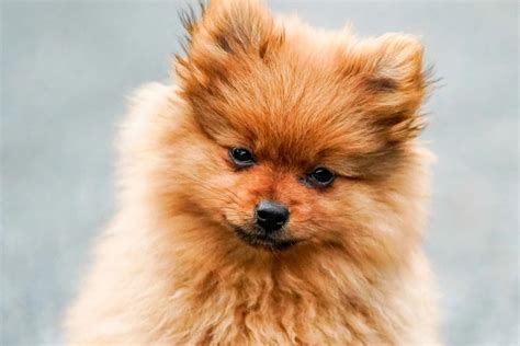 6 Month Old Pomeranians Size Training Biting And Behaviors All About