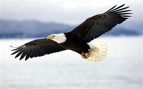 Bald Eagle In Mid Air Flight Help Change The World The Future Of The