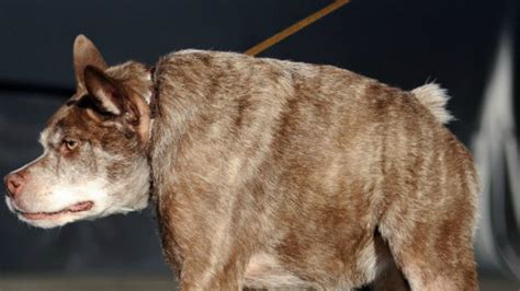 Hunchbacked Us Mutt Quasi Modo Crowned Worlds Ugliest Dog