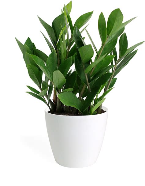 Small Indoor Plant Png, Transparent Png {#4913891} - Dlf.pt png image