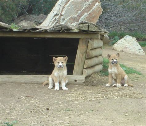 Dingo Cubs Zoochat