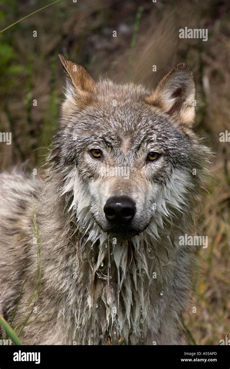 Portrait Of A Wet Wolf Stock Photo 6401260 Alamy