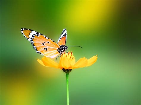 Butterfly Nature Wallpapers Hd Wallpaper Cave