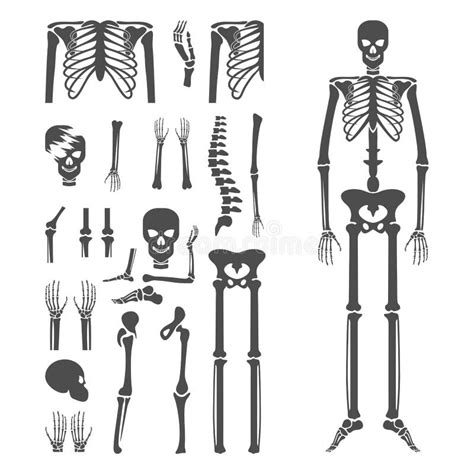 Set Of Human Bone Orthopedic Logo Concept Vector Bone X Ray Image Of