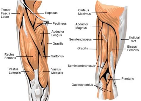 You have new or severe pain or swelling in the groin area. Knee muscle anatomy | Archview Physiotherapy | Massage ...
