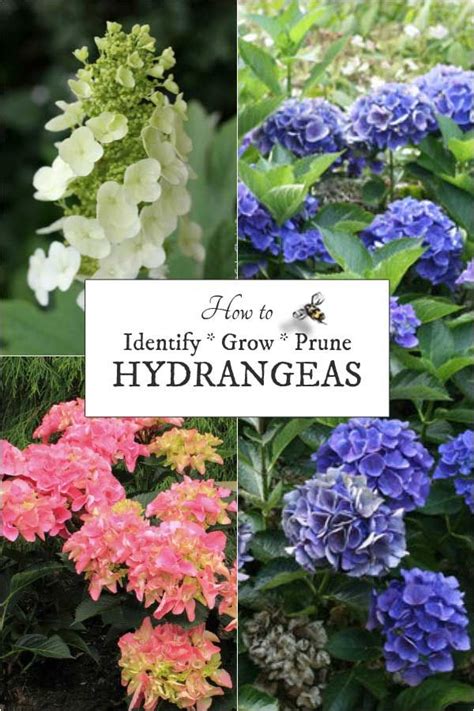 Hydrangea Growing Tips Identify Pruning And Flowers Empress Of