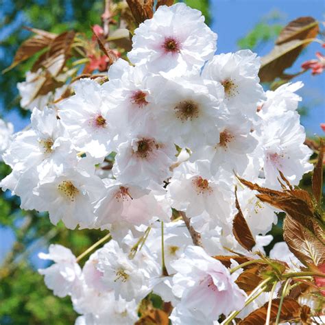 Choosing a delightfully fragrant tree adds to your overall enjoyment in spring or summer when its scent hangs beautifully in the air. Prunus Fragrant Cloud - Flowering Cherry Tree | Free Delivery