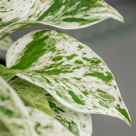 Top 5 Affordable Variegated Houseplants Teak And Terracotta