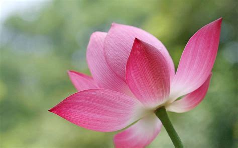 Lotus Flower Wallpapers Wallpaper Cave