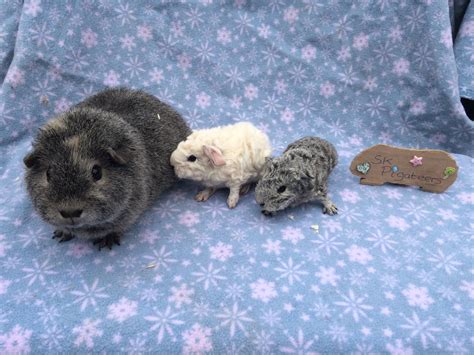 Rex For Sale Guinea Pigs Breed Information Omlet