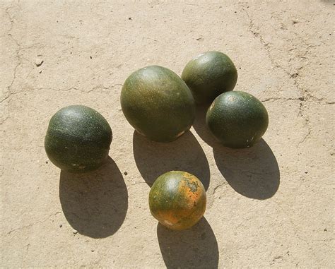 It is prepared using corn fillings. Cucurbita cultivar (Gem Squash) South African