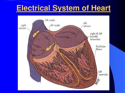 Ppt Electrical Events Of The Cardiac Cycle Electrophysiology