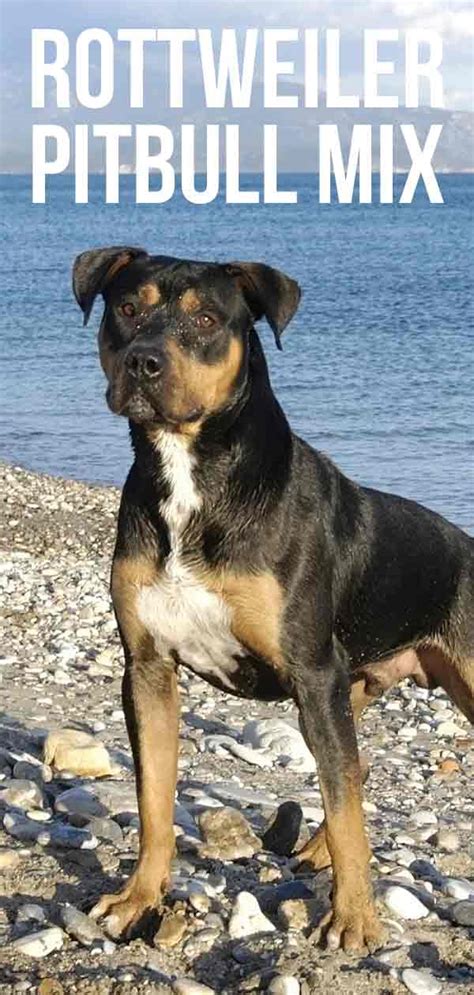 Though dna testing has become more readily available, it is still met with much skepticism on its accuracy. Rottweiler Pitbull Mix - Perfect Puppy Or Gorgeous Guard Dog?