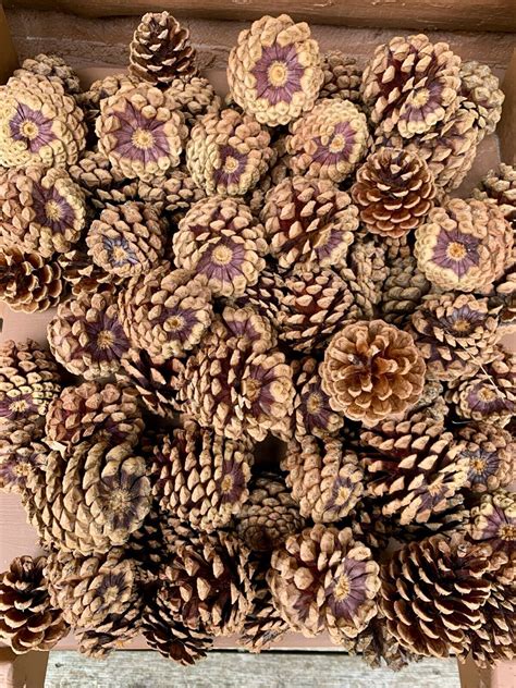 100 Ponderosa Pine Cones Beautiful And Fresh Cones For Crafting And