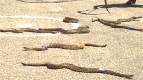 See Snakes Race At Rattlesnake Rodeo Cnn Video