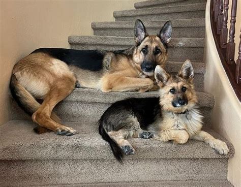 A Puppy Forever Meet Ranger The German Shepherd With Dwarfism