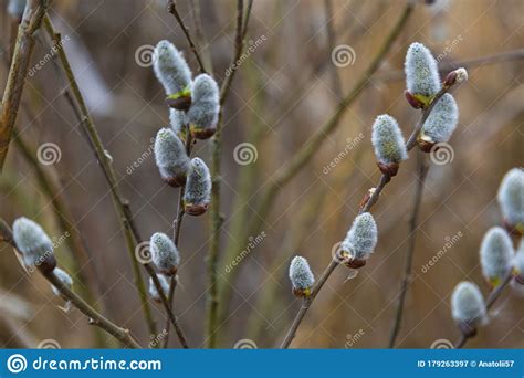 Flowering Pussy Willow Branches With Catkins In Nature Stock Image