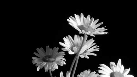 Black And White Flower Wallpaper Data Src Black And White Flower
