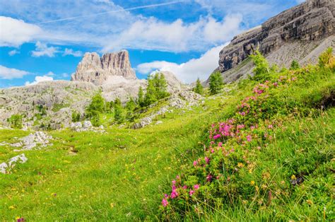 Mountain Flowers And Pine Dolomites Mountains Stock Image Image Of