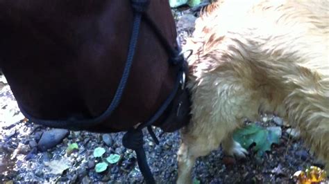 My Horse Likes Licking Dogs Youtube