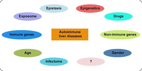 Autoimmune Liver Disease Autoimmunity And Liver Transplantation