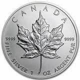 Canadian Silver Maple Leaf Photos