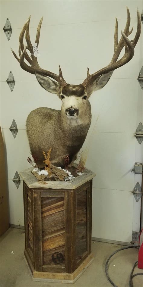 Barn Wood Pedestal Deer Mount Ideas Taxidermy Display Deer Decor