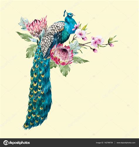 watercolor vector peacock with flowers stock vector image by ©zeninaasya 142798739