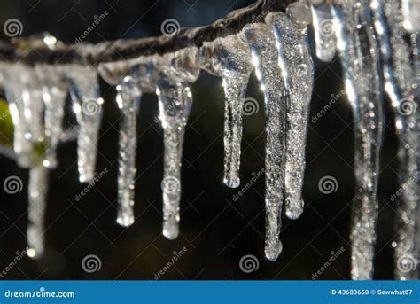 Tree Branch Covered In Icicles Stock Photo Image Of January Water