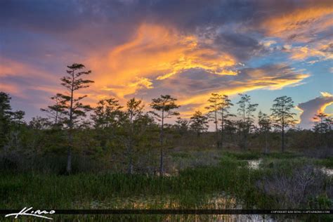 Wetlands Sunset Florida Landscape Cypress Tree Marsh Hdr Photography