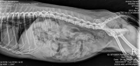 Scanning A Pregnant Dog Animal Ultrasound Association