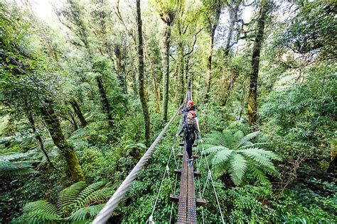 Located in a protected forest reserve with uniquely. The Original Canopy Tour - Scenic Pacific Tours