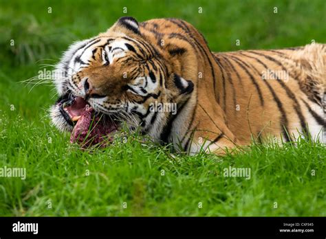 Tigre Comiendo Fotografías E Imágenes De Alta Resolución Alamy